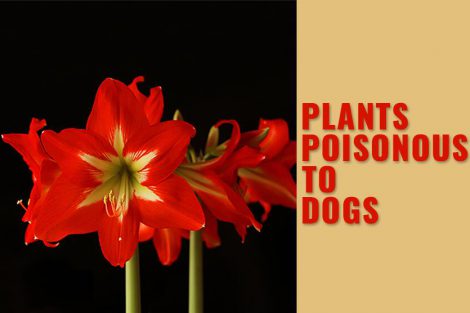 Plants Poisonous To Dogs