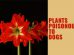 Plants Poisonous To Dogs