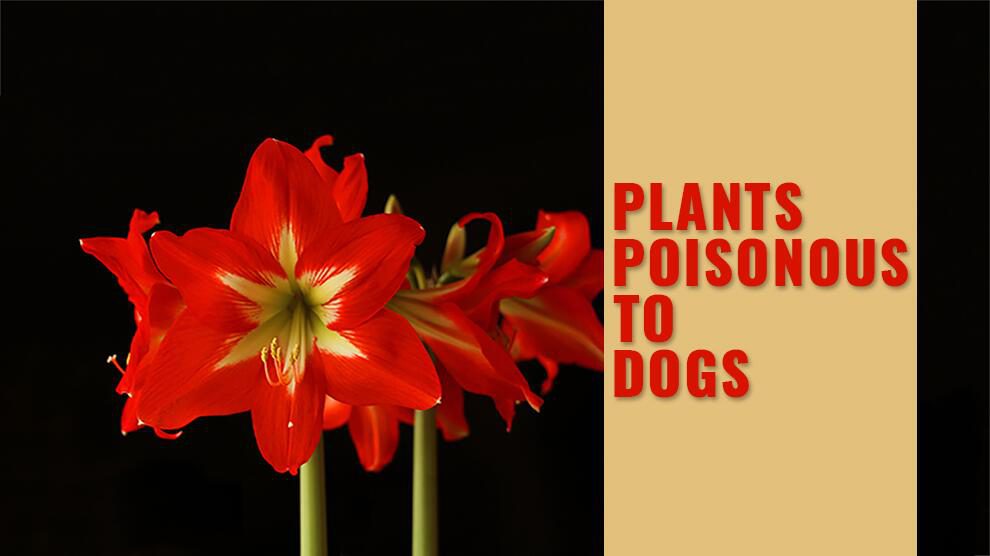 Plants Poisonous To Dogs