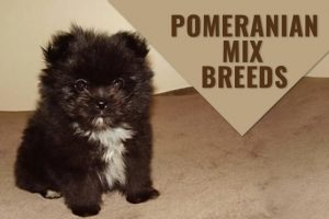 Pomeranian Mix Breeds