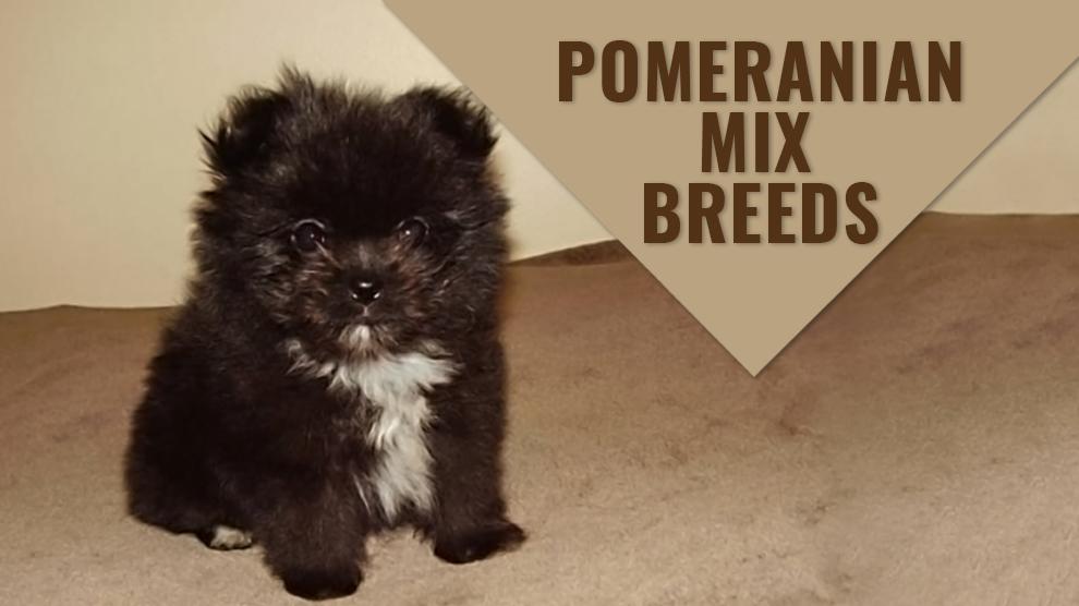 pomeranian cross breed dogs