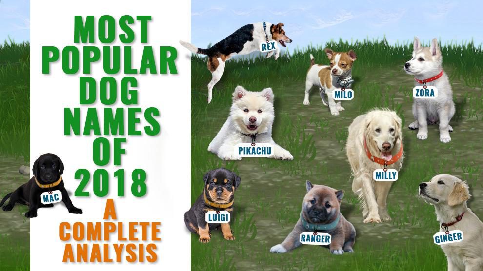 what is the most popular dog name