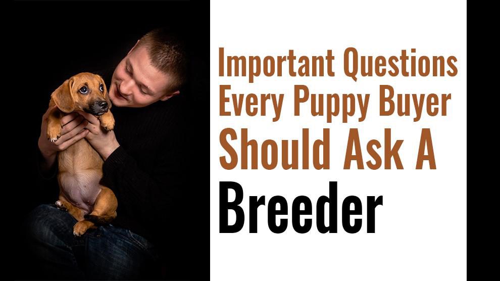 Ask A Breeder Before Buying A Puppy 