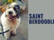 Saint Berdoodle