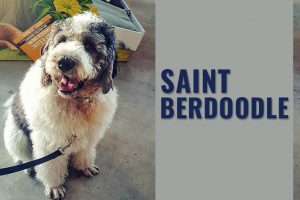 Saint Berdoodle