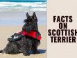 Scottish Terrier