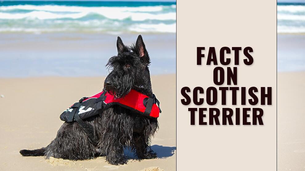 Scottish Terrier