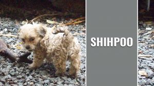 Shihpoo