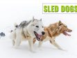 Sled Dog Breeds