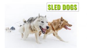 Sled Dog Breeds