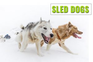 Sled Dog Breeds