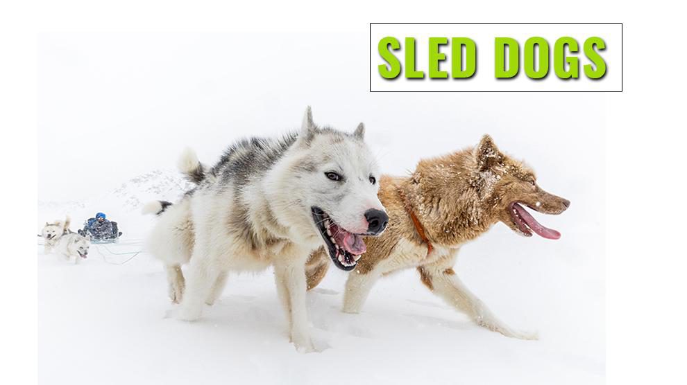 Sled Dog Breeds