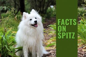 Spitz