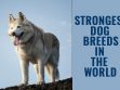 Strongest Dogs In The World