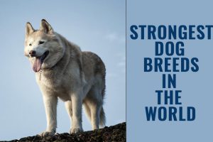 Strongest Dogs In The World