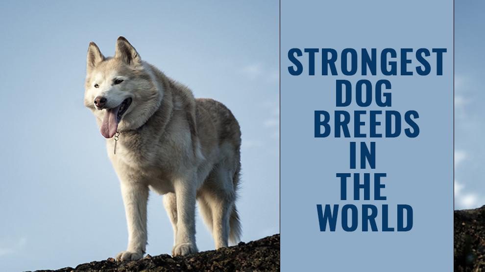 top 10 strongest dog breeds