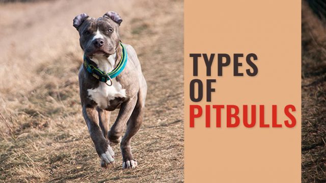 Pibble Types Types Of Pitbulls - Know The Popular Pitbull Breeds - Petmoo