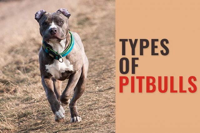 Types Of Pitbulls