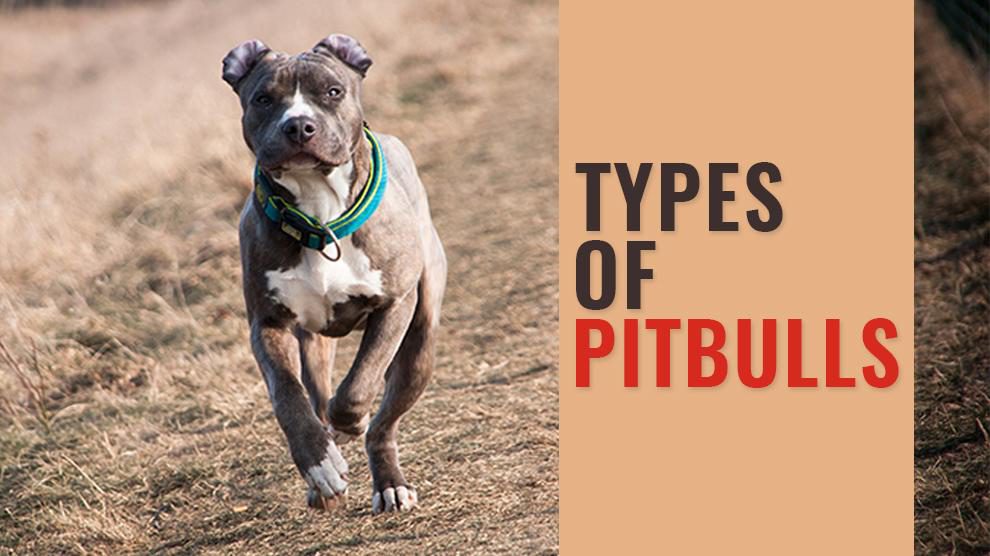 are pitbulls hypoallergenic dogs