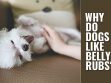 Why Do Dogs Like Belly Rubs?