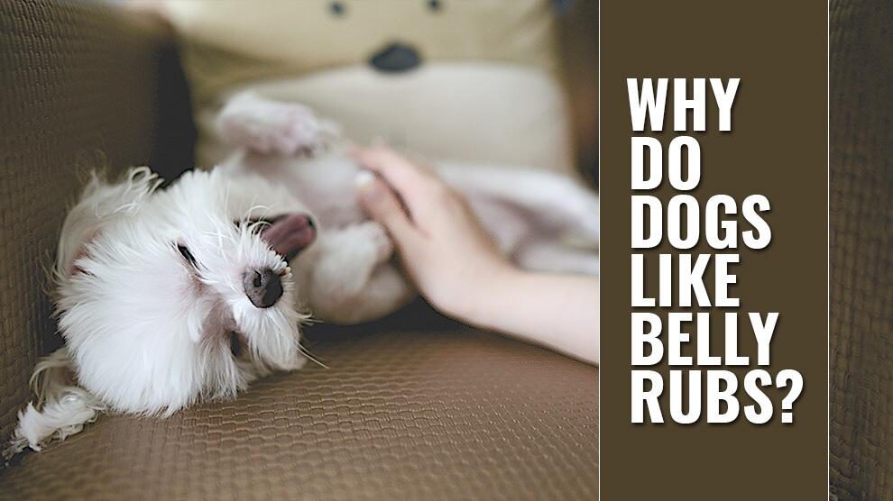 Why Do Dogs Like Belly Rubs?