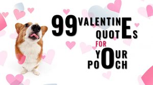 Dog Valentine Quotes