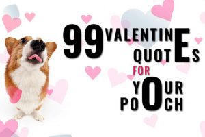 Dog Valentine Quotes