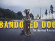 Abandoned Dogs