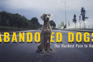 Abandoned Dogs