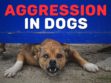 Aggression In Dogs