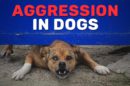 Aggression In Dogs