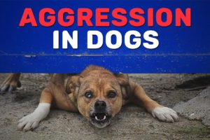 Aggression In Dogs