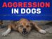Aggression In Dogs