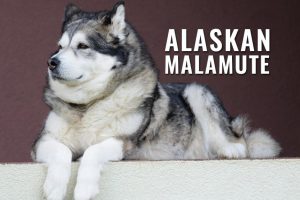 Alaskan Malamute