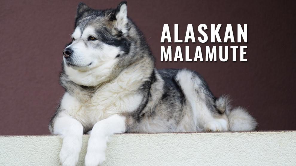 Alaskan Malamute 10 MustKnow Dog Breed Information Petmoo