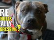 Are Pitbulls Naturally Aggressive??