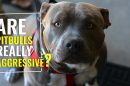 Are Pitbulls Naturally Aggressive??