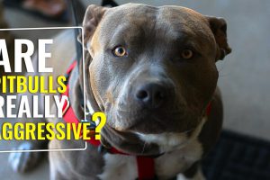 Are Pitbulls Naturally Aggressive??