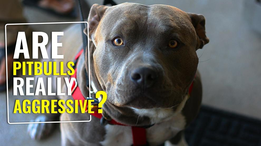 are pitbulls hypoallergenic dogs