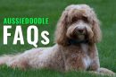 Aussiedoodle FAQs