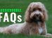 Aussiedoodle FAQs