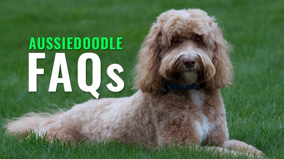 Aussiedoodle FAQs