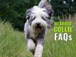 Bearded Collie FAQs