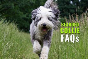 Bearded Collie FAQs