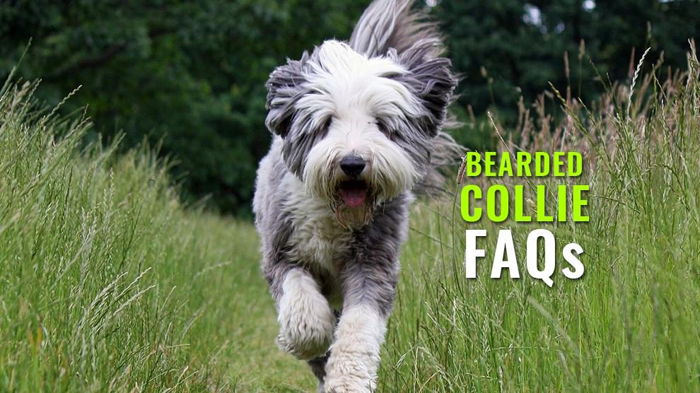 Bearded Collie FAQs