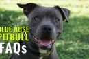Blue Nose pitbull FAQs