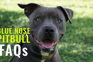 Blue Nose pitbull FAQs