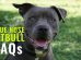 Blue Nose pitbull FAQs