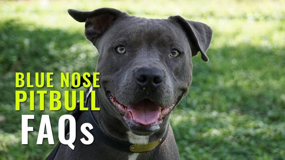 Blue Nose pitbull FAQs