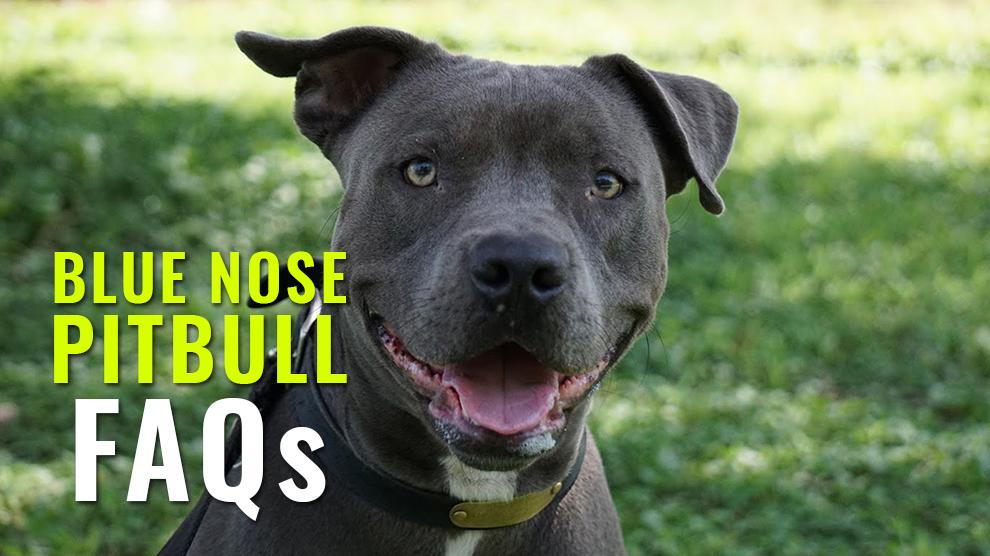 Blue Nose Pitbull Faqs - All Possible Questions Answered - Petmoo